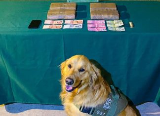Olfato de perro Fermín permite incautar droga avaluada en más de 80 millones de pesos