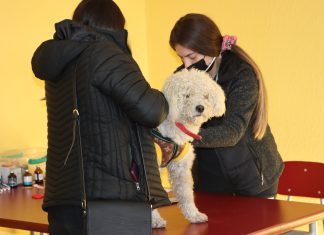 Llay Llay: esterilizarán gratuitamente a más de 1.000 perros y perras