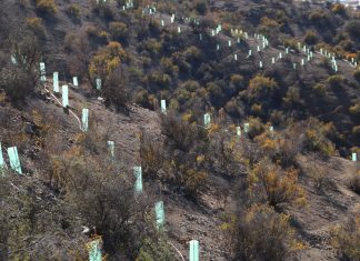 Los Andes: 198 millones de pesos cuesta reforestar Cerro de La Virgen
