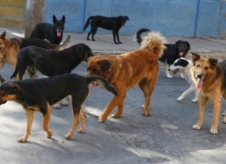 San Felipe: Fundación “Patitas Callejeras” pide apoyo para proteger a mascotas de la calle