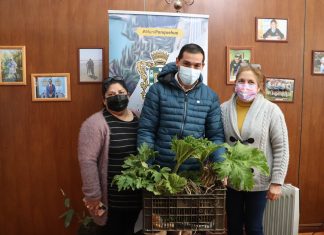 Donan plantas que dan origen al nombre de Panquehue