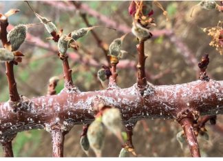 Heladas destruyen producción de damascos en Putaendo