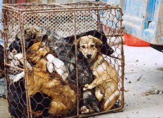 Duras condenas para responsables de contrabando animal