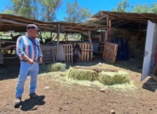 Cuatreros roban yegua y vacunos en El Arenal