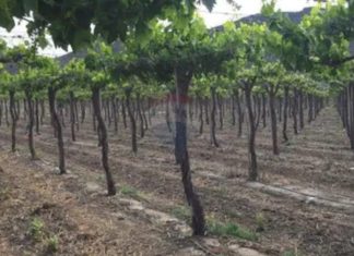 La guerra por el agua en Aconcagua