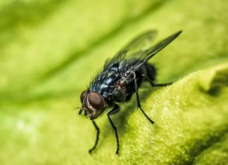 La Mosca de la Fruta inquieta a Aconcagua
