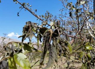 Productores de damascos esperan ayuda en dinero y no en insumos