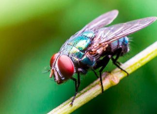 Sólo Los Andes se encuentra en cuarentena por mosca de la fruta