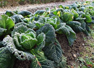 Heladas no llegarían a la zona central