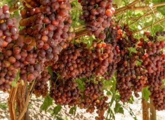 Temporada lenta pero segura