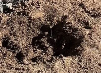 San Felipe: Roban árboles en Puente El Rey