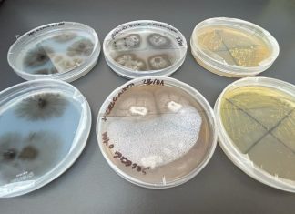 Universidad de Valparaíso inaugura Laboratorio de Biotecnología