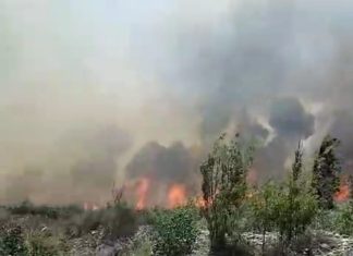 San Felipe: Preocupa explosivo aumento de incendios forestales en Tierras Blancas