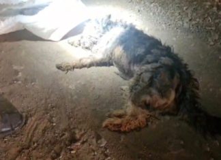 Llay Llay: Alcalde se querella por impactante caso de maltrato animal