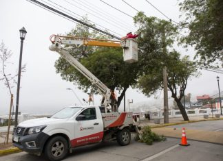 Chilquinta: mal estado de árboles podría provocar caídas y cortes de suministro